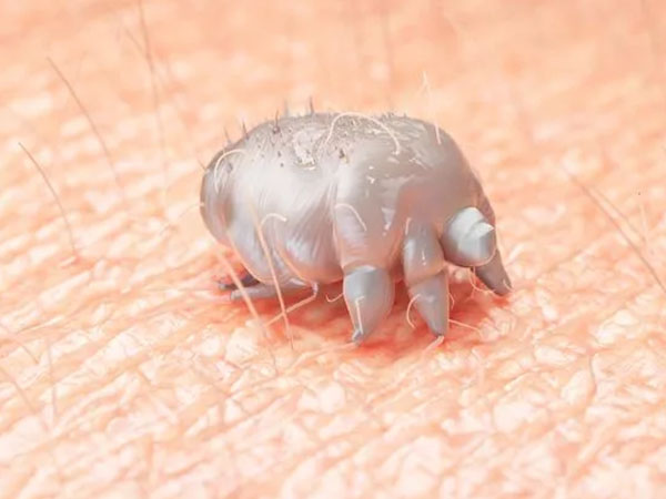 عکس حشره گال